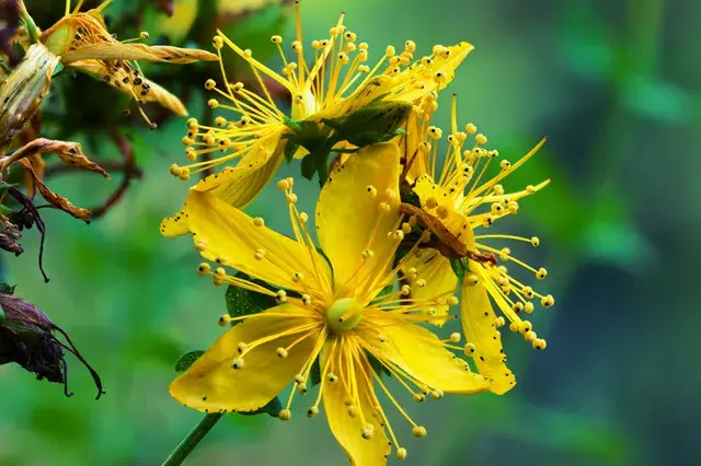 Herbs for Depression