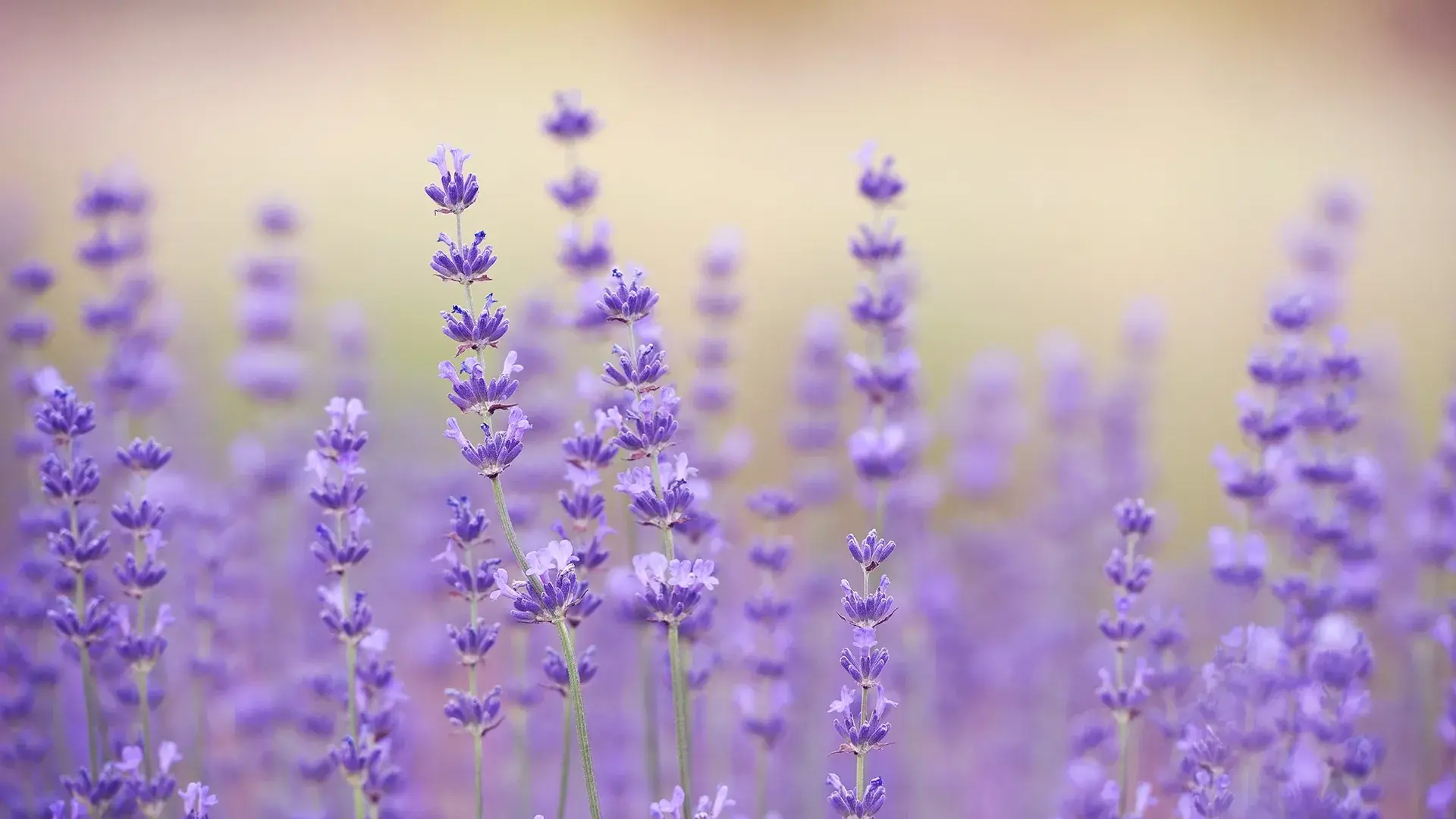 Herbs for Depression