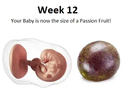12th week of pregnancy,12 week pregnancy baby size