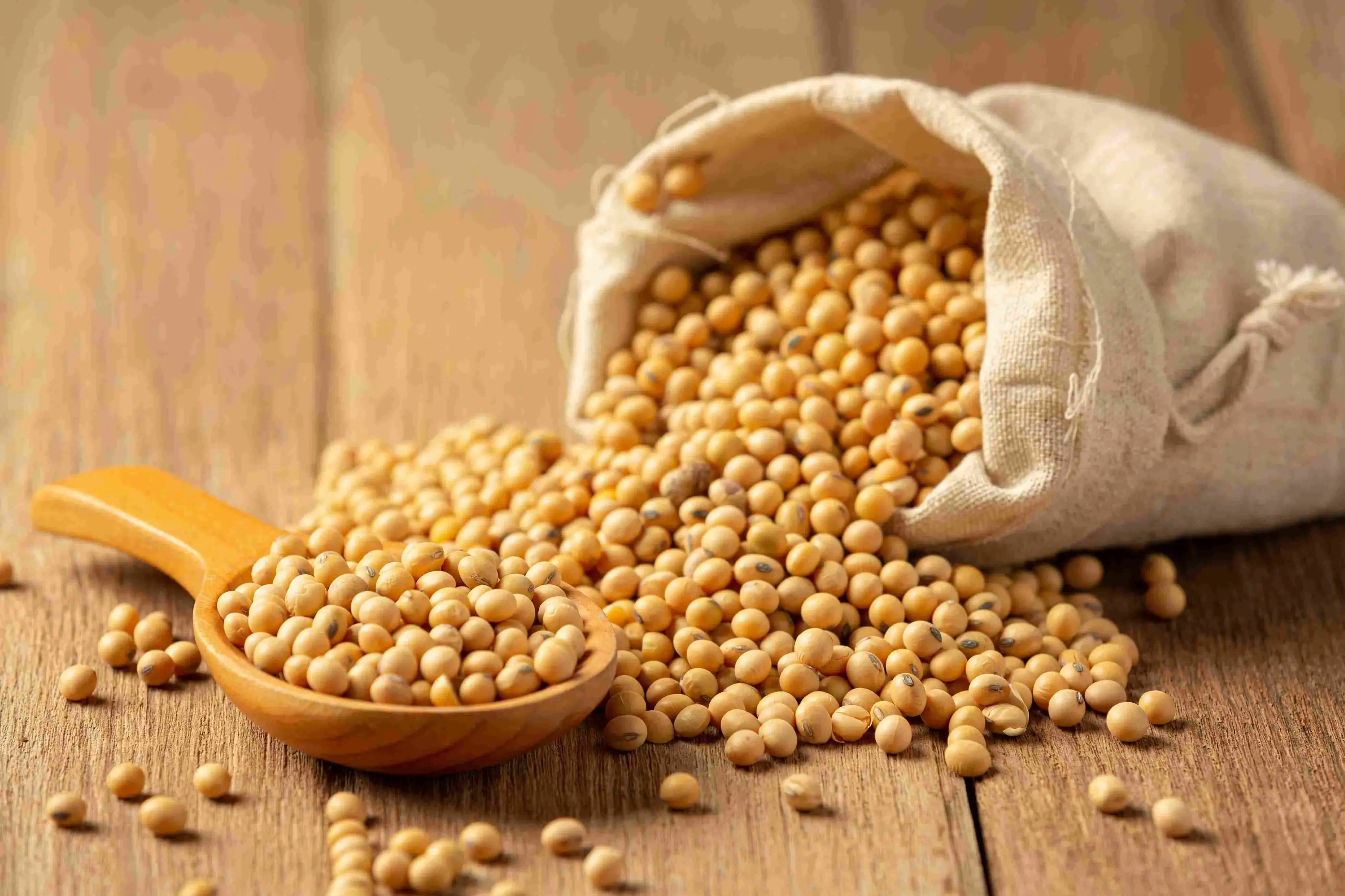 soybean