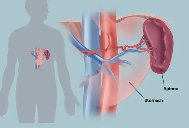 Spleen