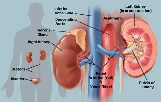 Kidney
