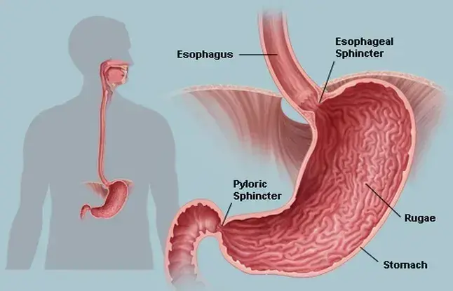 Stomach