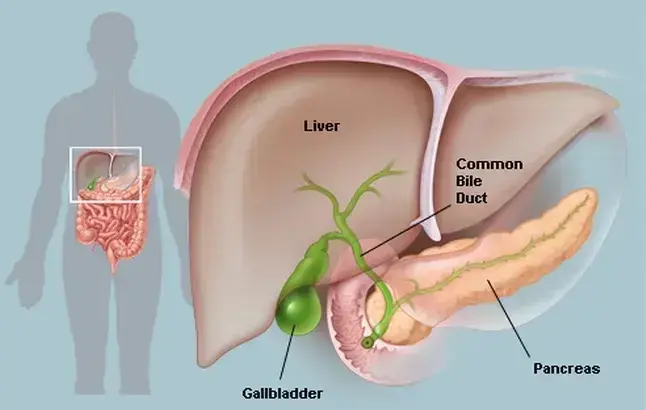 Gallbladder