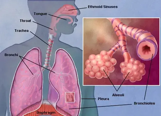 Lung