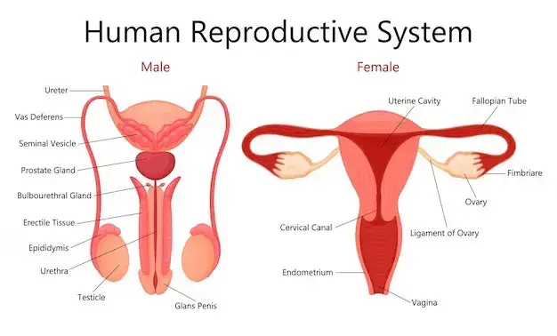 Reproductive Organs