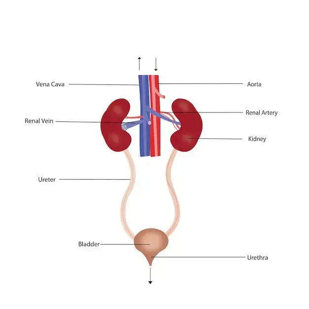 Bladder