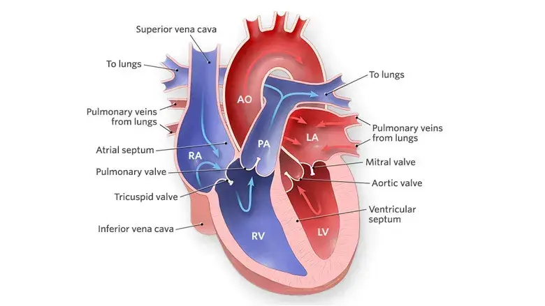 Heart's function