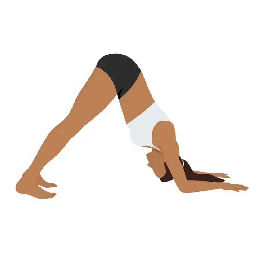 dolphin pose