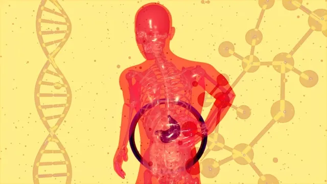 How Gut Health Impacts Immunity, Energy, ...