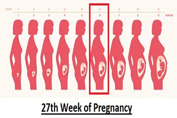 27th Week of Pregnancy: Grown To The Size Of Cauliflower | Updated 2026